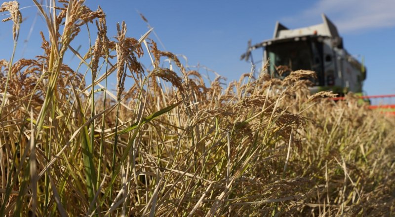 В случае обмеления Северо-Крымского канала аграриям республики придётся отказаться от выращивания риса. Фото пресс-службы Минсельхоза РК.