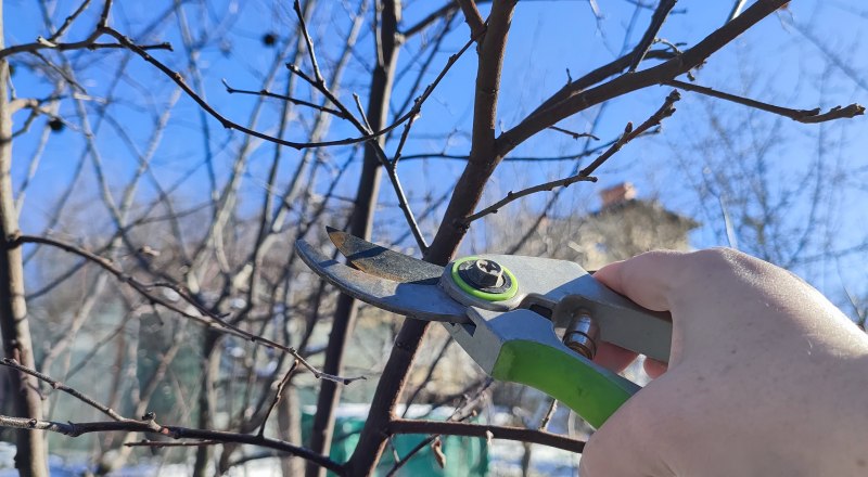 Деревья и кустарники уже можно обрезать. 