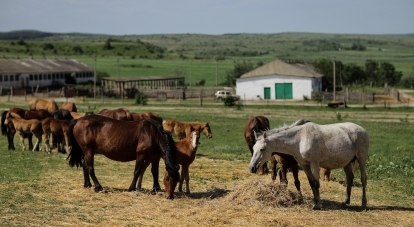 В распоряжении агрофирмы около 300 кобыл. Часть находится на ферме, а часть - на вольных выпасах - на плато Караби-яйлы.