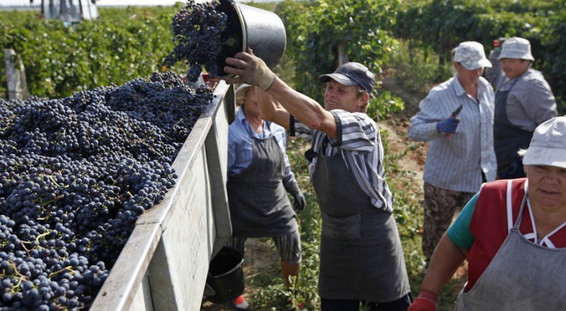 В среднем виноградари собирают около 5 тонн винограда с гектара.