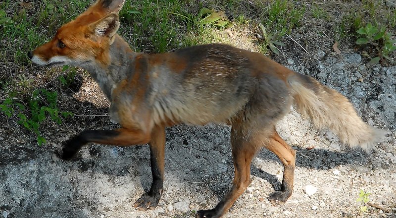 В Крыму выросло количество лис, которые выходят в населённые пункты. Фото Александра КАДНИКОВА.