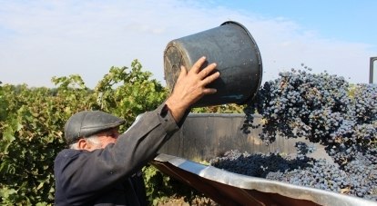 Власти республики заинтересованы в стабильной работе винодельческих предприятий.
