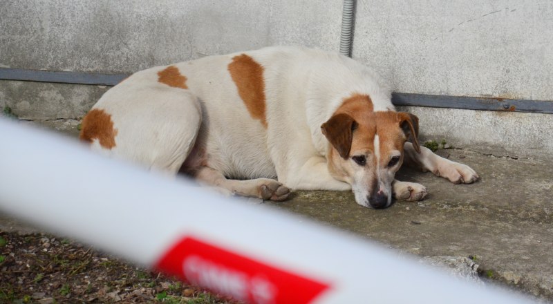 Обязательная регистрация питомцев поможет уменьшить количество бездомных животных. Фото Александра КАДНИКОВА.