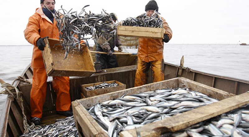 Украинское правительство рискует оставить своих рыбаков без работы.