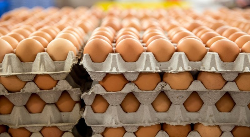 Размер яиц во многом зависит от породы курицы-несушки.
