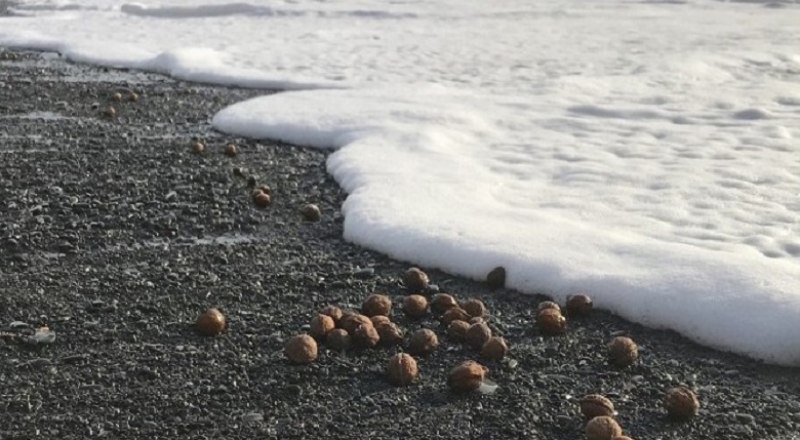 Грецкие орехи из моря находят также на материке.