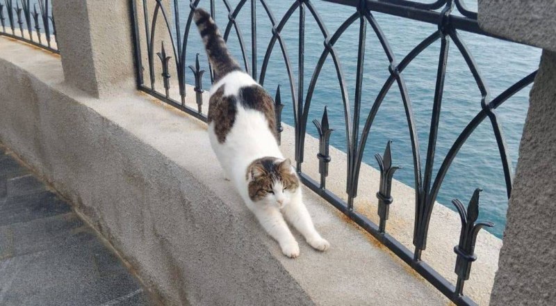 Фото пресс-службы администрации Ялты.
