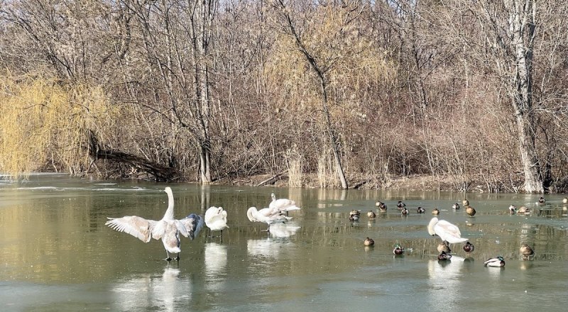 Лебеди в парке им. Гагарина пока чувствуют себя отлично.