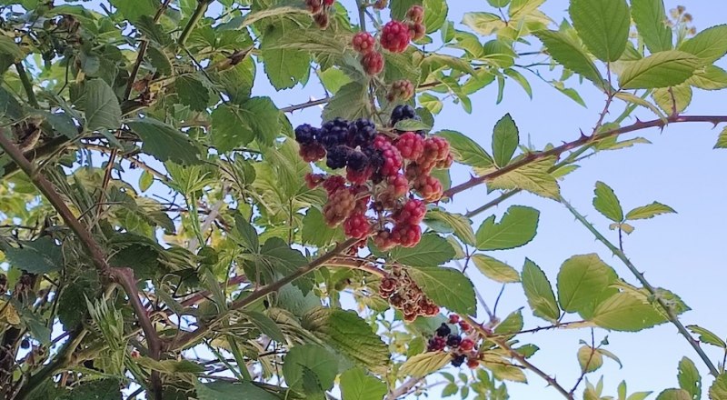 Ежевика, особенно колючая, требует регулярного формирования куста.