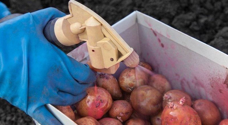 Если обработать клубни перед посадкой, шансы защитить картофель от колорадского жука сильно увеличиваются.