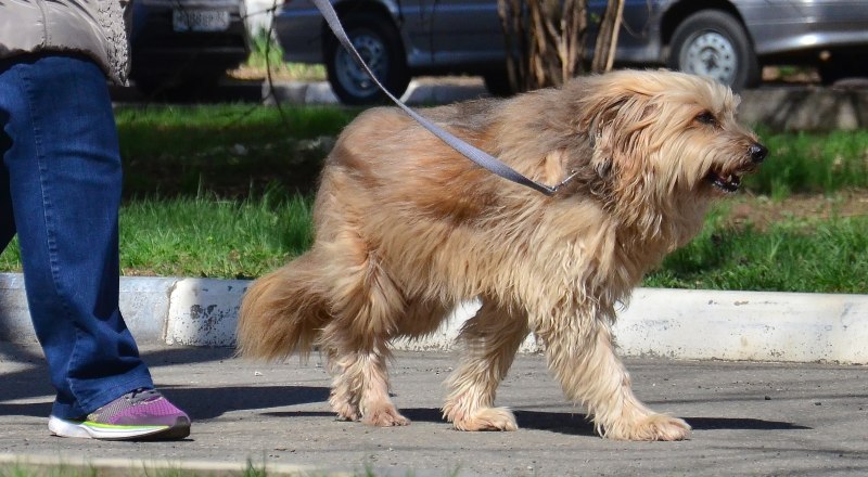 Владельцы домашних животных должны учитывать права и интересы соседей. Фото Александра КАДНИКОВА.