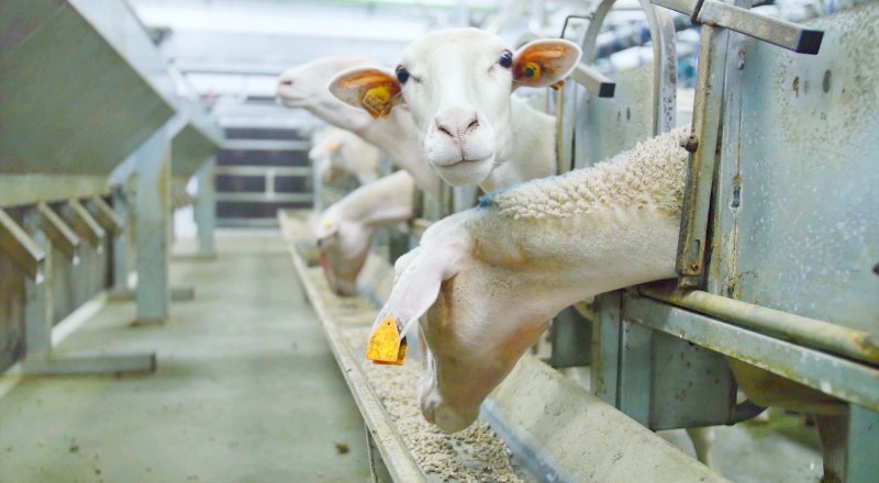Чтобы овцеводство было прибыльным, нужны хорошие доильные залы и комплексная переработка молока. 