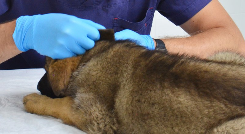 Если вашего домашнего питомца укусил клещ, обратитесь к ветеринару.