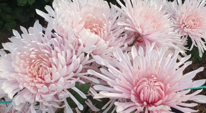 Фото пресс-службы Никитского ботанического сада.