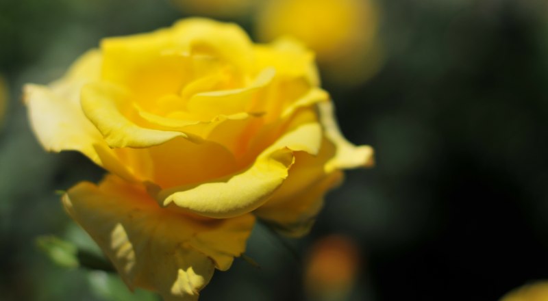 Даже чахлые кусты могут дать роскошные розы, если подкормить их азотом и фосфором.