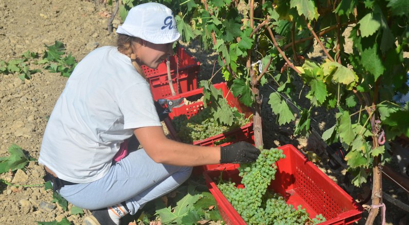 В этом году погода способствовала формированию хорошего урожая крымского винограда.