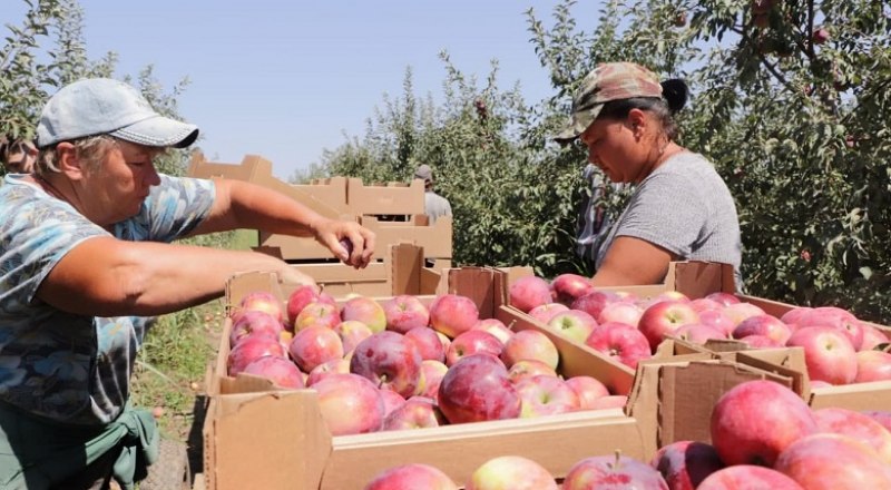Большая часть крымских яблок отправляется на материк - в республике их негде хранить.