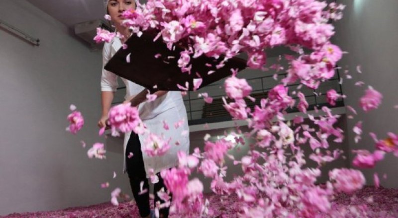 В прошлом году в самом большом в России эфиромасличном хозяйстве собрали около 50 тонн розовых лепестков. Фото Макса ВЕТРОВА/РИА Новости.