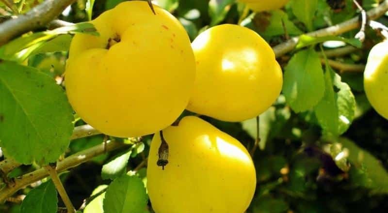 Айва - не «родственник» яблока, груши или лимона.