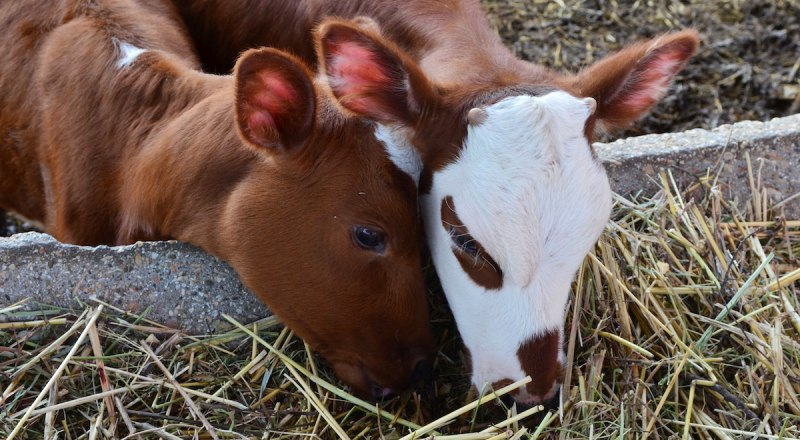В новом году правительство будет возмещать животноводом часть затрат на выращивание крупного рогатого скота.