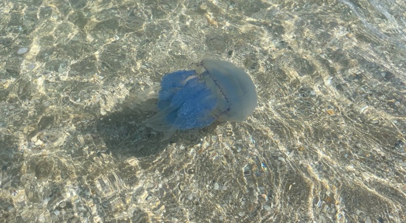Медузы у побережья Азовского моря стали типичным явлением.