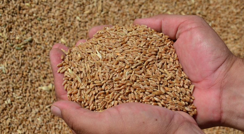 Уверенность в завтрашнем урожае начинается с уверенности в семенах.