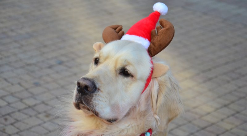С наступающим Новым годом! Пусть он наполнит ваш дом теплом и уютом.