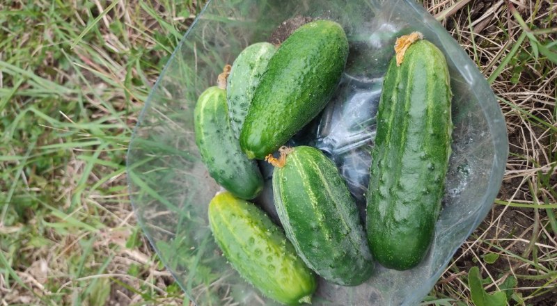 Иногда огородники умудряются перекормить удобрениями собственный урожай. Во всём важна мера.