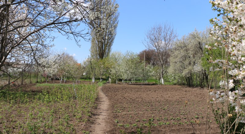 Урожай можно спасти, главное, приложить все усилия для этого.
