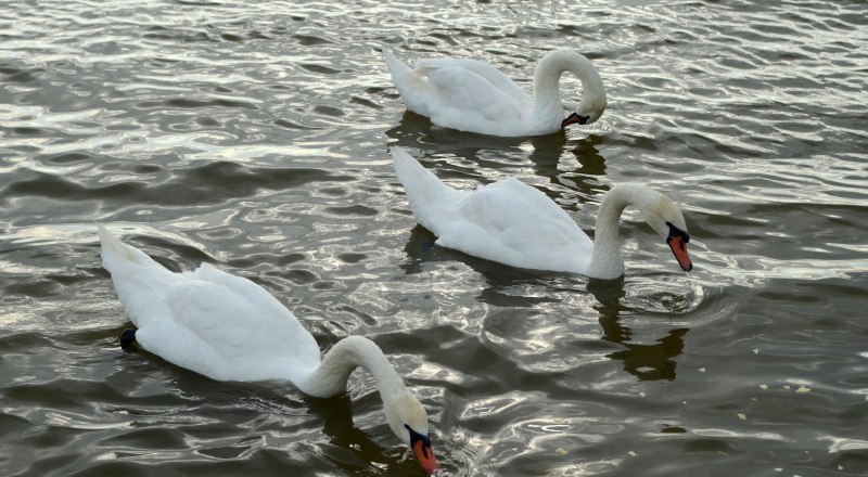 Трёх спасённых лебедей вернули в дикую природу. Фото Александра КАДНИКОВА.