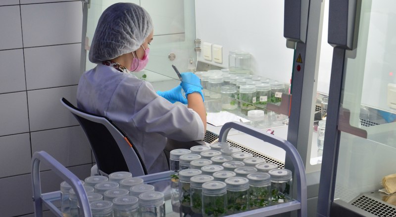 В лаборатории семеноводства и сортоизучения новых генотипов крымские учёные занимаются отбором перспективных сортов.