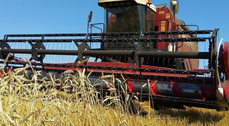 По прогнозу, валовый сбор урожая в этом году составит 800 тысяч тонн зерновых и зернобобовых. Это вдвое меньше, чем в прошлом году.