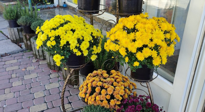 Хризантемы радуют нас до поздней осени.
