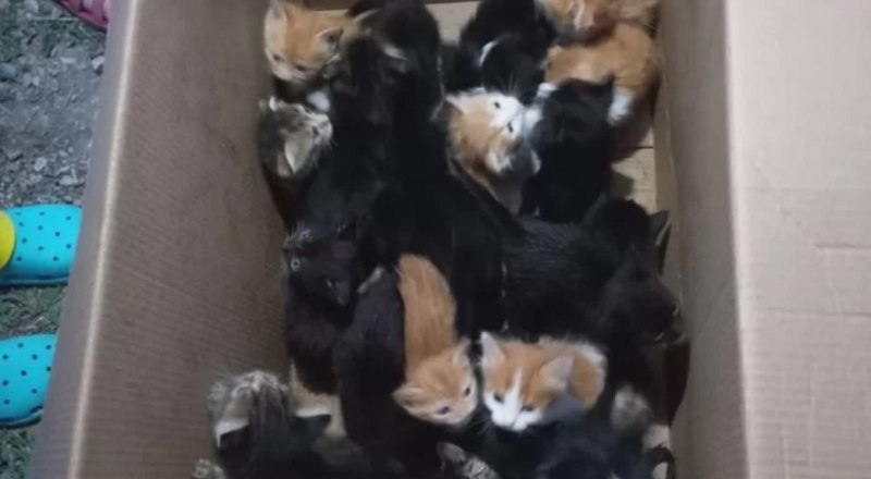 Вот таких 22 котёнка несколько недель назад выкинули на мусорке в Феодосии.