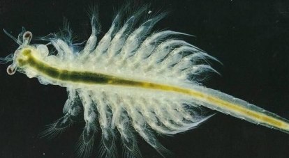 Artemia urmiana, бывший иранский эндемик, стал лишь десятым видом живых организмов, обитающих в водах Кояшского озера.