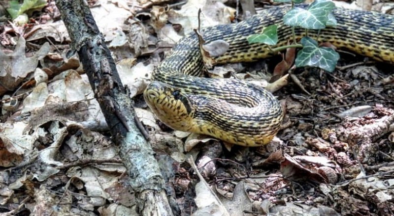 Змеи в крымских лесах тоже встречаются. И бояться их не надо.