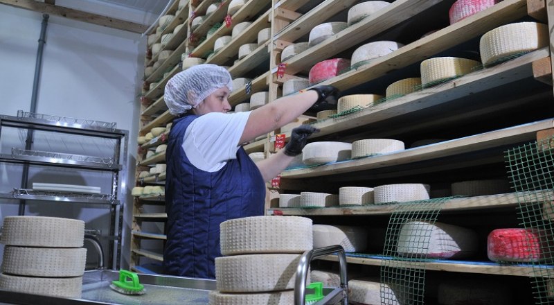 Впервые круги твёрдого сыра в промышленных масштабах начали производить в Голландии. Фото: Анны Кадниковой