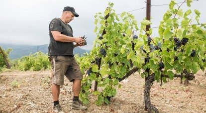 За четыре года было заложено более 1700 гектаров виноградников. Ещё около тысячи гектаров будет заложено в этом году.