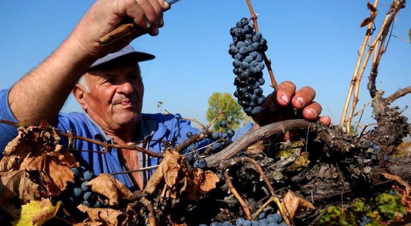 Добросовестный виноградарь может рассчитывать на поддержку государства.
