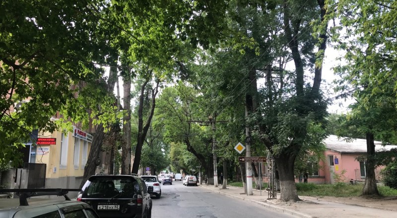 Улица Александра Невского должна остаться зелёной и красивой. Пни тут не нужны.