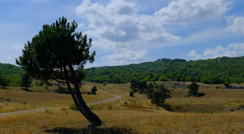 Фото пресс-службы администрации Ялты.
