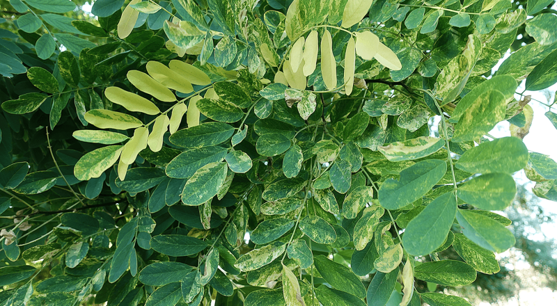 Фото пресс-службы КФУ им. В. И. Вернадского.