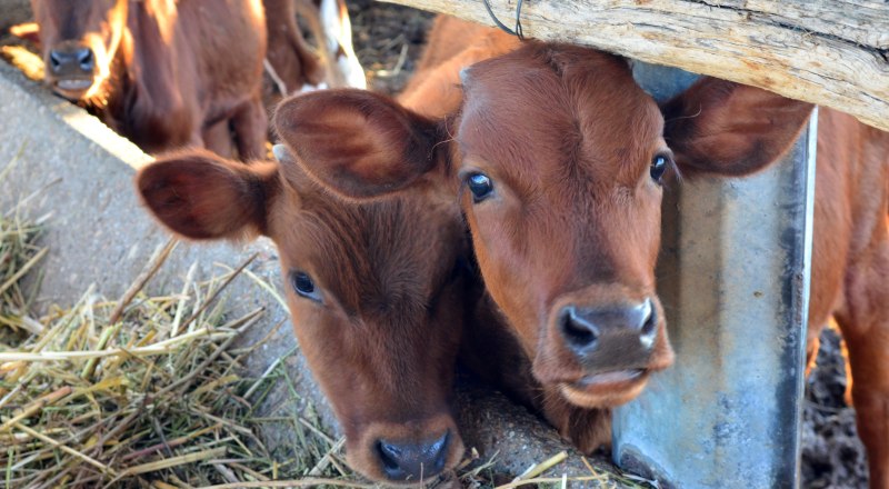 Перспективы хорошие. Крым сможет обеспечить себя.