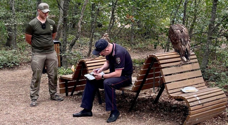 Отпустить птиц на свободу нельзя - привыкнув находиться в неволе, они не смогут выжить. Фото пресс-службы ФГБУ «Заповедный Крым».
