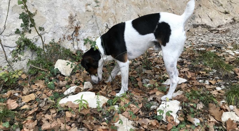 Собак на улицах Крыма много. О них нужно заботиться, а не жестоко издеваться.