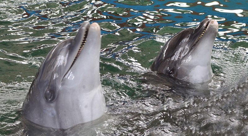 Благополучное состояние популяции дельфинов напрямую зависит от количества рыбы. 
