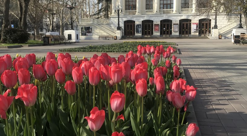 В Севастополе тоже посадили тюльпаны. 
К счастью, в городе-герое, в отличие от Ялты, их не воруют.