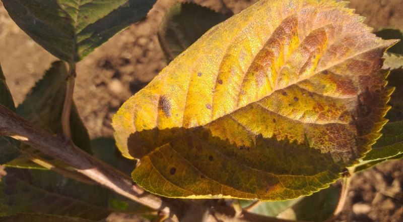 Паутинный клещ способен полностью лишить урожая.