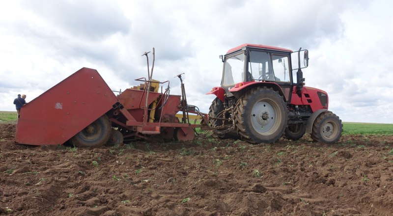 В Крыму на агропредприятиях картофелем в этом году будет занято более 3 тыс. гектаров.