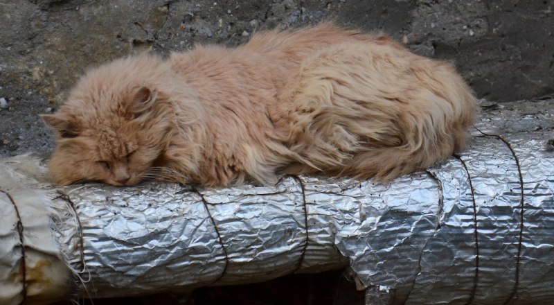Тёплые трубы - это ещё и радость для бездомных животных: точно не околеешь в мороз.